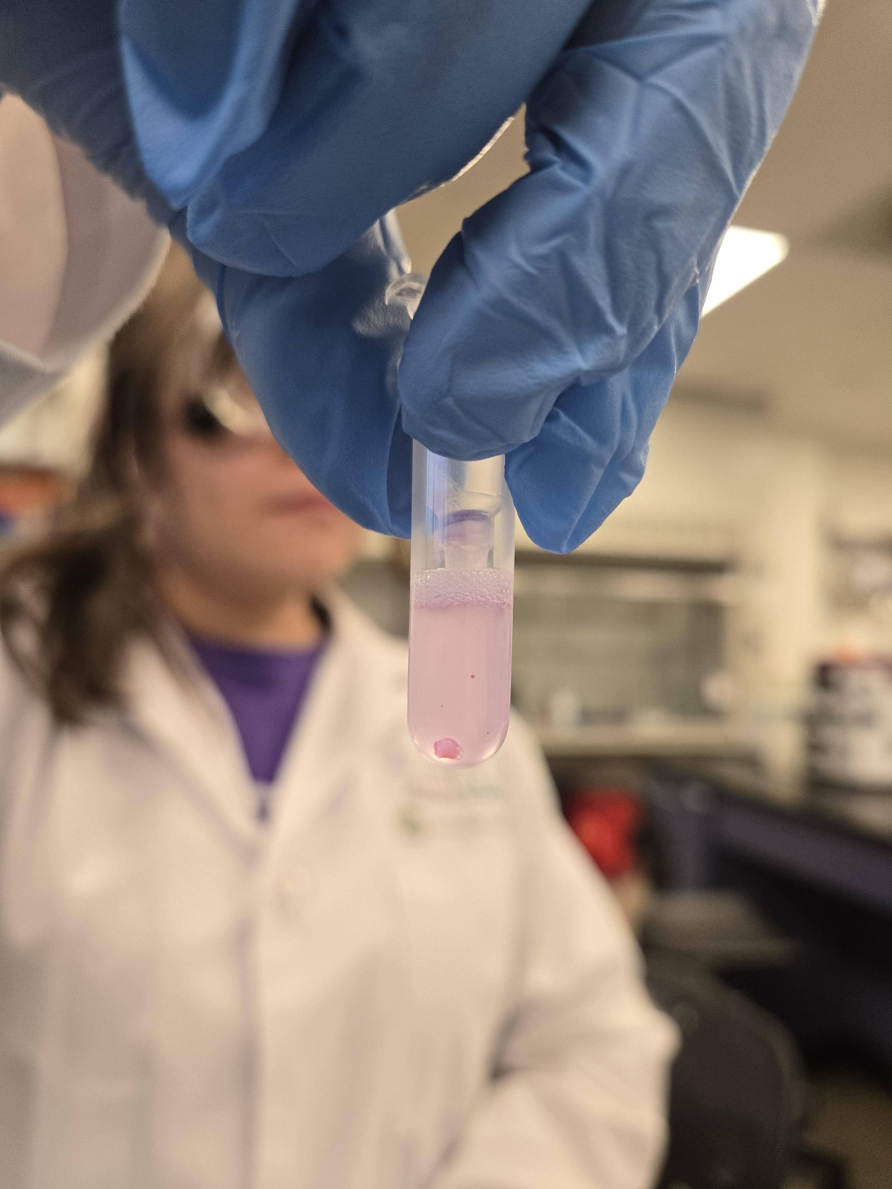 Protein sample in a test tube during experimental work