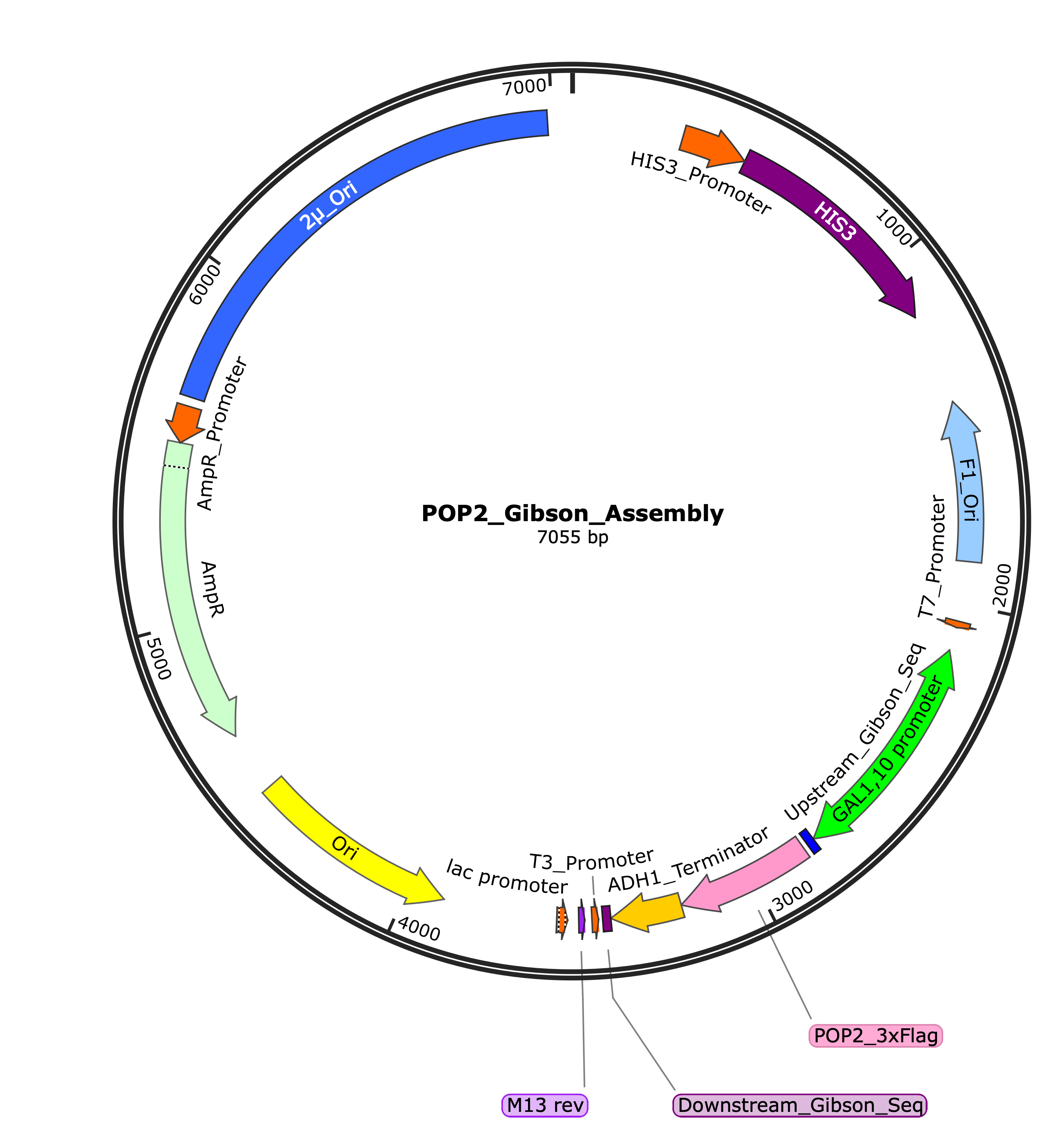 POP2 Gibson Assembly plasmid map showing the assembly of DNA fragments with overlapping ends