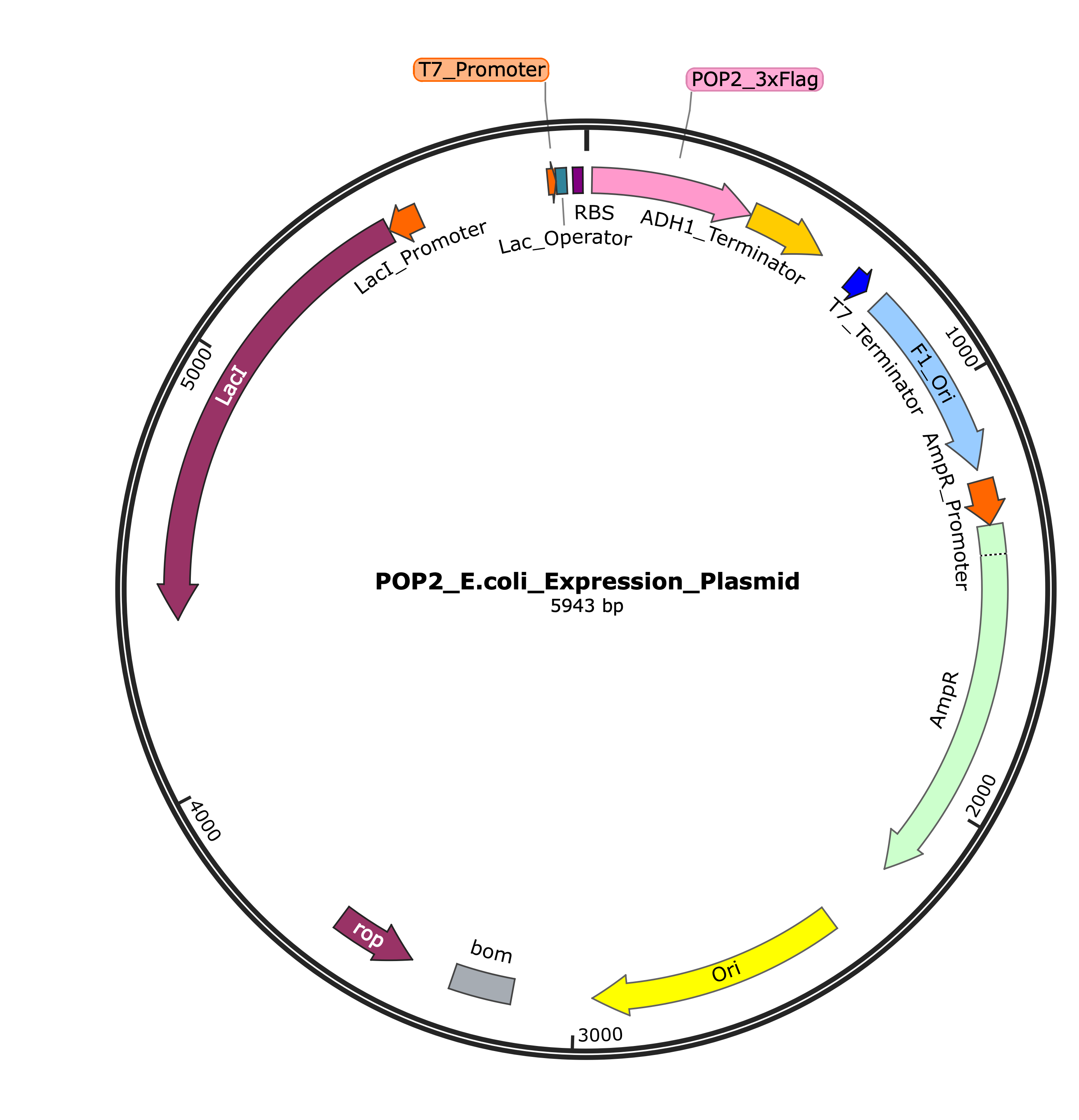 POP2 E. coli Expression Plasmid Map showing T7 promoter, POP2_3xFlag gene, and other genetic elements