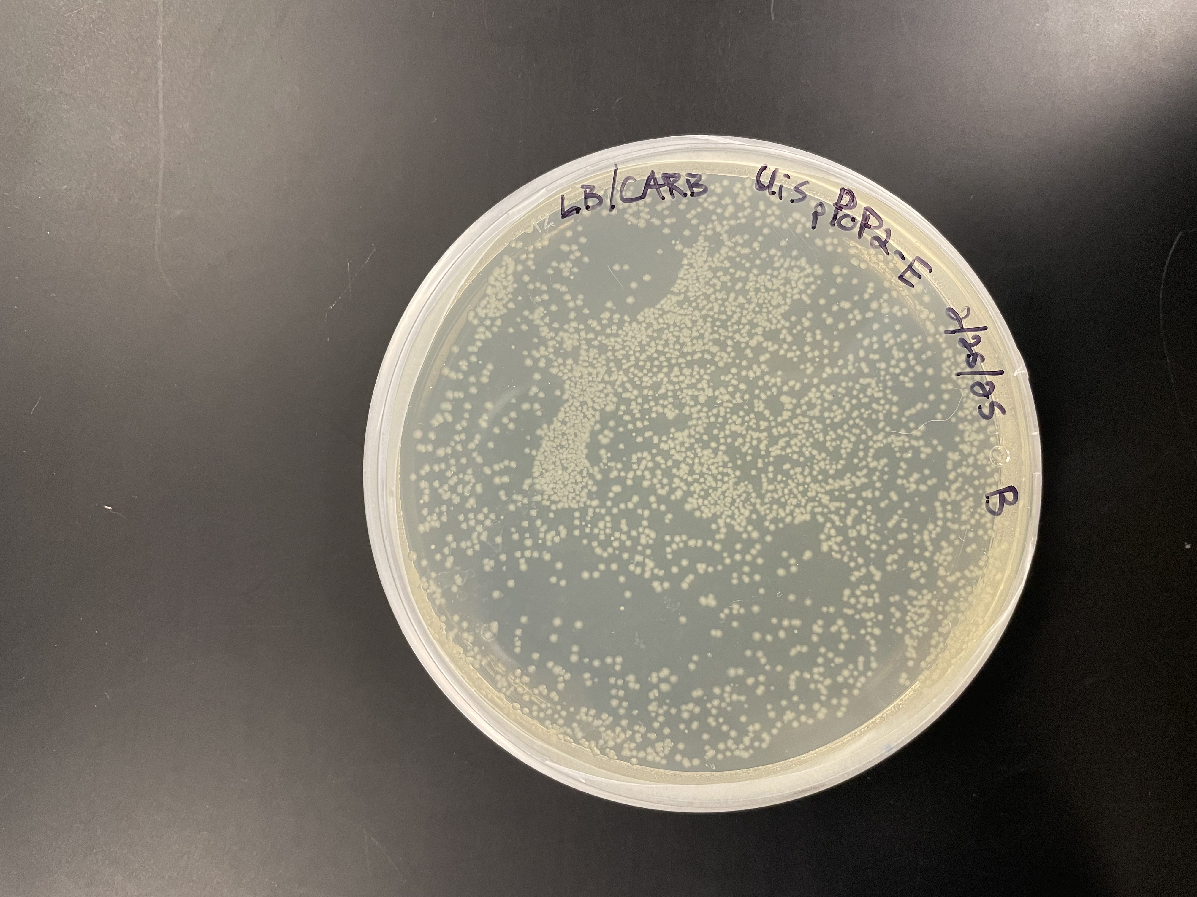 E. coli colonies on LB + Ampicillin plates